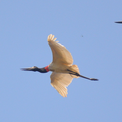 Jabiru